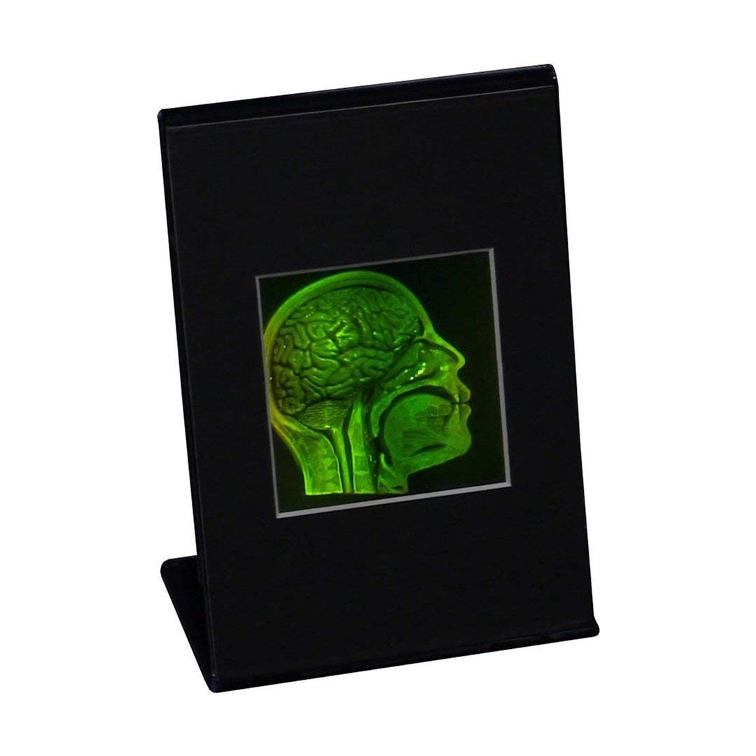 Homogram Desk Vintage 3D Brain/skull Hologram, Desk Stand, Photopolymer Art - Etsy