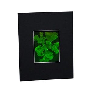 Op de afbeelding: Een zwart frame met een groen, organisch gevormd object erin. Het object is een geconserveerd exemplaar van een plant of koraal.