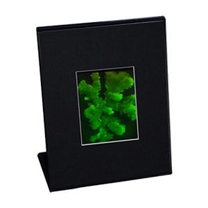 May include: A black picture frame with a green and white image of a plant inside. The frame has a stand on the back.