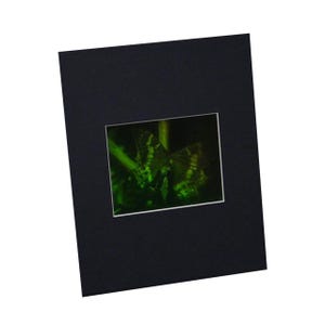 3D Butterfly Hologram Picture (MATTED), Collectible on Silver Halide Type Film, Butterfly Hologram Lover Gifts, High-Quality Holographic Art