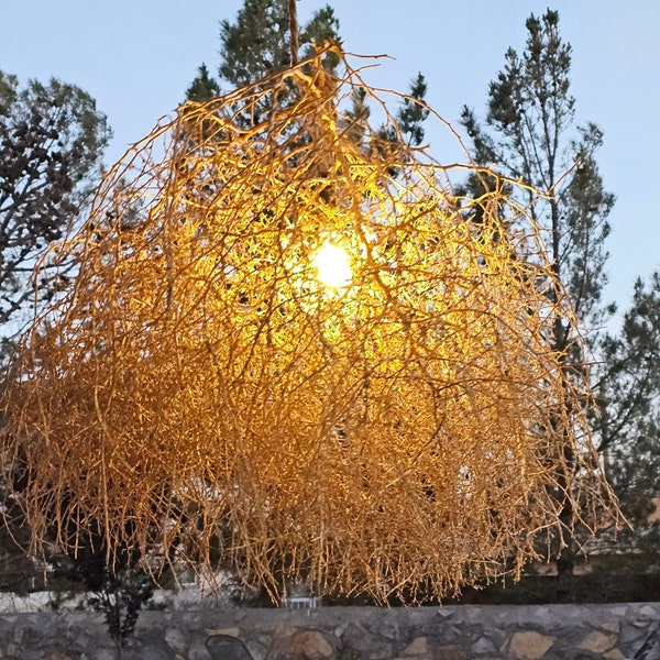 Tumbleweed Chandelier - 30" Handpicked Natural Hanging Statement Lighting Southwestern Rustic