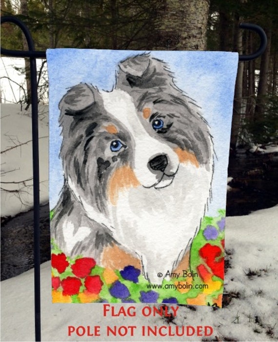 blue merle sheltie puppies