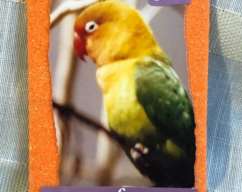 Original Art- Parrot Photo Artist Trading Card