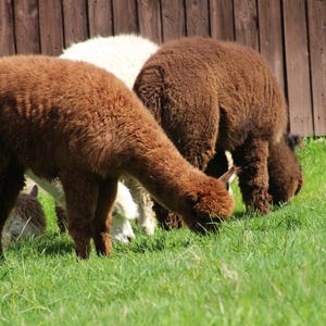May include: Several brown and white alpacas graze on green grass in a sunny outdoor setting. The alpacas have thick, fluffy fur and are bent over, eating. A wooden fence and brick wall are in the background.