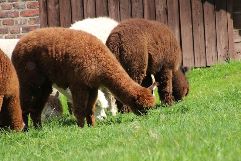 May include: Several brown and white alpacas graze on green grass in a sunny outdoor setting. The alpacas have thick, fluffy fur and are bent over, eating. A wooden fence and brick wall are in the background.