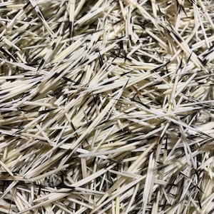 100 Porcupine Quills
