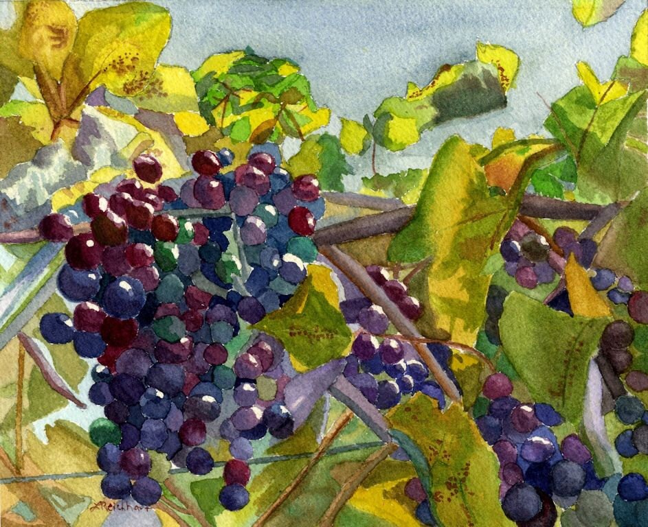 Grapevines wine red blue grapes original watercolor 7 x 8.5 Framed