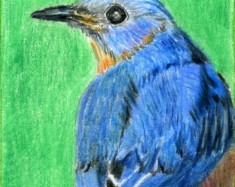 ACEO Bird Print Reproduction from Colored Pencil Painting