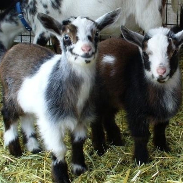RESERVED for SukieZW - Baby's Bum Pure Goat Milk Soap - unscented soap  with fresh milk from our farm - fantastic for sensitive skin