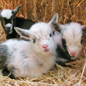 May include: Three baby goats with white and black fur are lying in a bed of straw. The goats have pink noses and are looking at the camera.