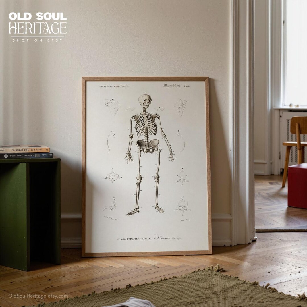 Vintage Human Skeleton Anatomy Poster, Antique Medical Illustration ...