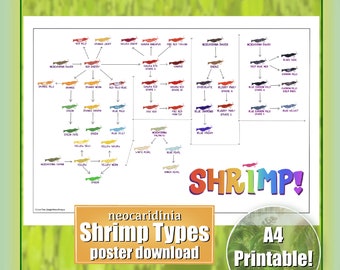 Shrimp Types, A4 printable, Neocaridinia Shrimp Types Identification and Breeding Colours Chart, Printble Poster, Aquarium Infographic