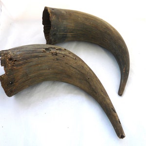 2 vintage cow steer horns crafts home decor