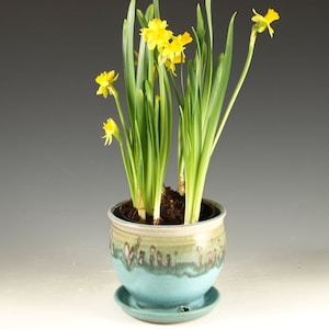 May include: A round ceramic planter with a turquoise and tan drip glaze finish, featuring a matching saucer base. The planter contains several bright yellow daffodil flowers with long green stems and leaves growing from dark brown potting soil.