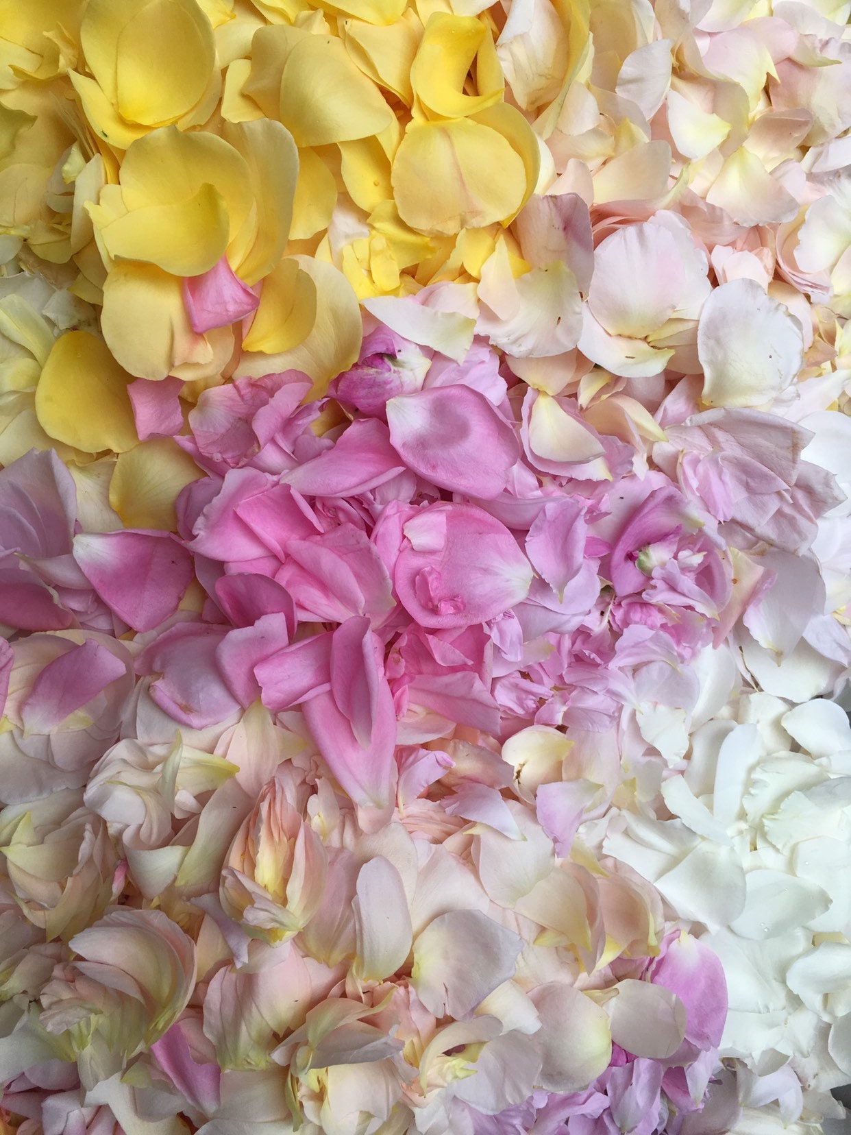 Wedding Confetti Biodegradable Confetti Petal Confetti Etsy UK