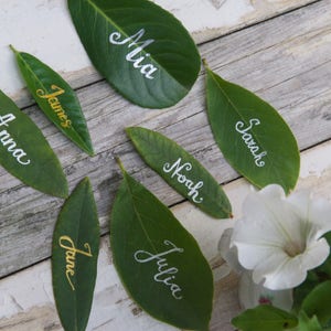 Op de afbeelding: Groene bladeren met namen erop geschreven in witte en gouden letters. De namen zijn Mia, James, Anna, Sarah, Noah, June en Julia.