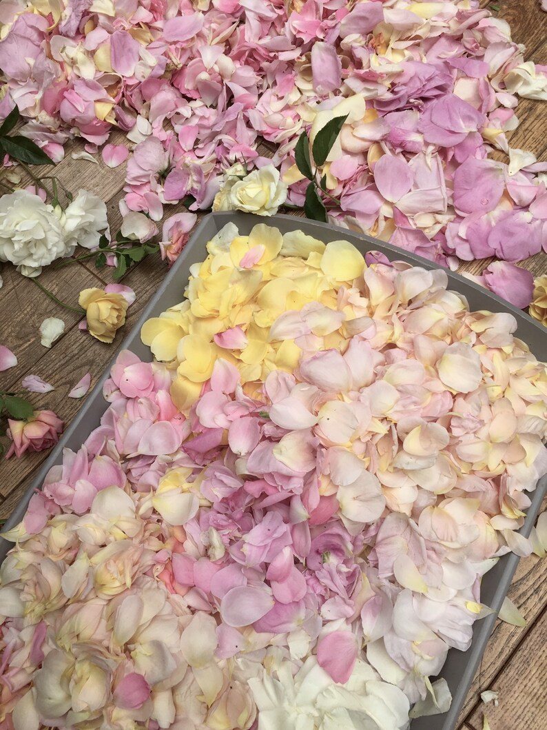 Wedding Confetti Biodegradable Confetti Petal Confetti Etsy