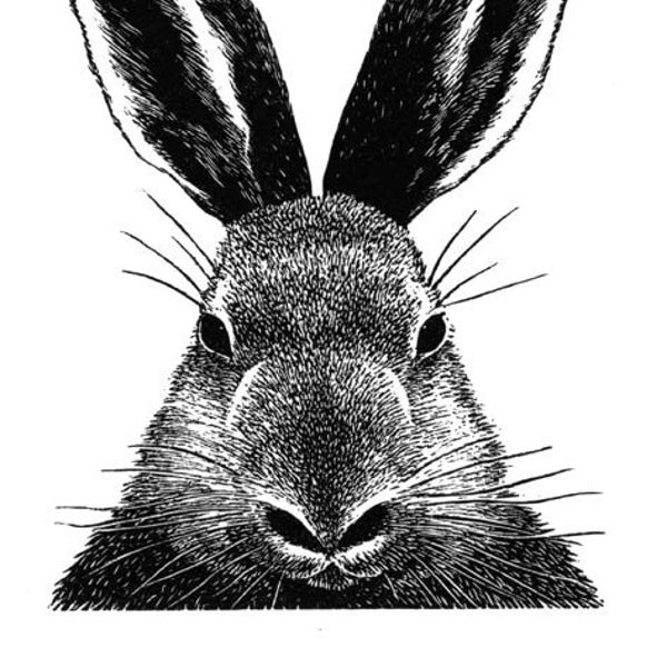 Rabbit wood engraving