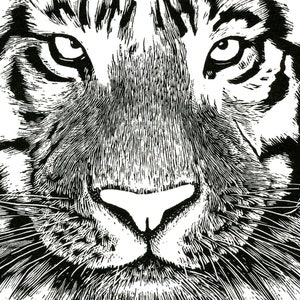 Tiger wood engraving print