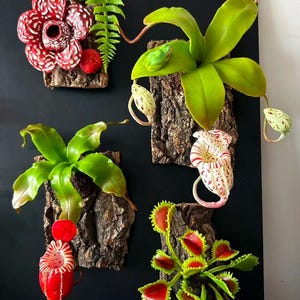 Può includere: Una collezione di quattro sculture botaniche da parete che raffigurano un fiore di Rafflesia rosso, due piante carnivore con foglie verdi e ascidi a strisce rosse, e una dionea con trappole dentate verdi e rosse, montate su pezzi di corteccia.