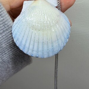 May include: A seashell pendant with a silver chain. The shell is white with blue edges and a glossy finish. The pendant is held by a silver bail.