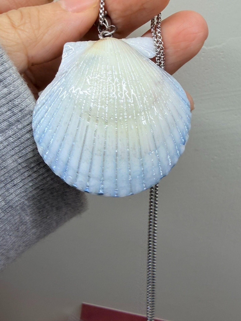 May include: A seashell pendant with a silver chain. The shell is white with blue edges and a glossy finish. The pendant is held by a silver bail.