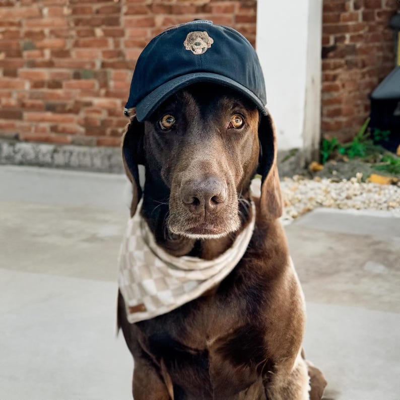May include: A brown and black dog wearing a black baseball cap with a bear graphic on the front. The dog is wearing a tan and white bandana around its neck.