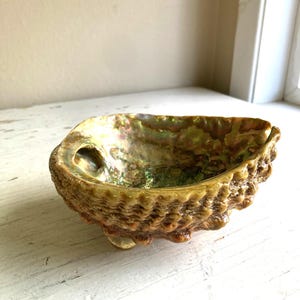 May include: Abalone shell bowl with an iridescent interior. The bowl has a textured, ridged exterior in shades of brown and tan. The interior displays a shimmering, pearlescent effect with hints of green and gold. The bowl is resting on a white surface.