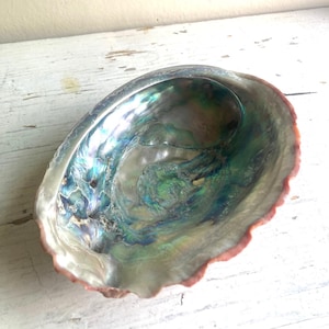 May include: Iridescent abalone shell with a pearlescent interior. The shell's interior displays shades of green, blue, and silver, with a reddish-brown edge. The shell is resting on a white, weathered wooden surface.