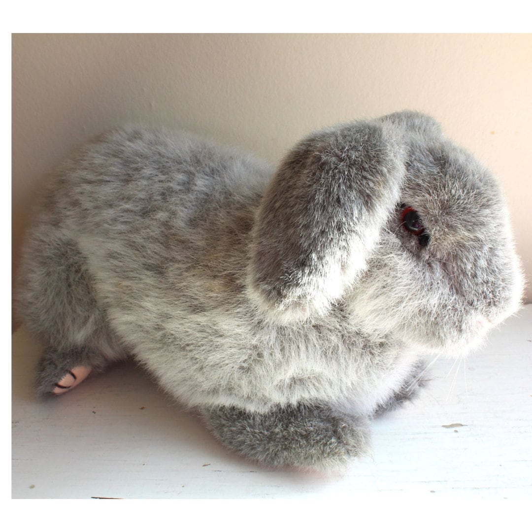 Adoption Flemish Giant Lop Rabbit Lop The Biggest Rabbit French