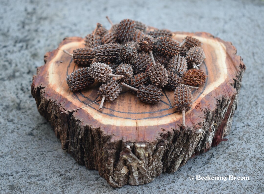 Divination Seed Pods for Protection, She Oak Pods, Witchcraft Supplies ...