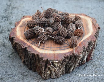 May include: A wooden slice with a natural bark edge, displaying a collection of dried, brown, spiky seed pods.