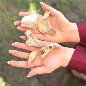Könnte beinhalten: Fünf verwitterte, beige Knochenfragmente unterschiedlicher Formen und Größen werden in offenen Händen gehalten. Die Knochen haben eine raue Textur und scheinen gealtert zu sein. Der Hintergrund ist verschwommen.