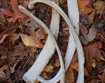 Ethically Sourced Bovine Rib Bone - Witchcraft & Altar Tool, Spiritual Rituals, Spell Work