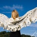 see more listings in the Felted Scarves Shawls section