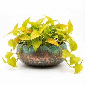 May include: A vibrant houseplant with bright yellow-green leaves spills over the edges of a round, aged copper-toned planter. The planter has a weathered, mottled finish with shades of green and brown.