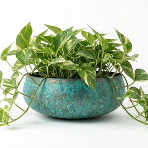 Puede incluir: Una vibrante planta de potos verde con hojas abigarradas que se desborda de una maceta redonda, texturizada y de color turquesa. Las hojas de la planta tienen patrones blancos cremosos y verdes, creando un contraste llamativo.