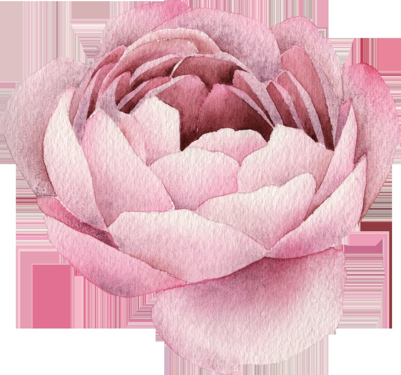 Pu&ograve; includere: Una singola rosa rosa delicata con petali morbidi e sovrapposti. La rosa &egrave; dipinta in stile acquerello, conferendole un aspetto romantico ed etereo.