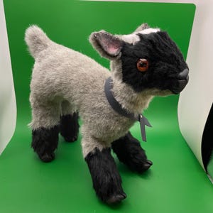 Baby Goat Life Sized (Grey and Black) - Posable Artdoll