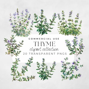 Tijm clipart, aquarel kruiden, aquarel clipart, rozemarijn clipart, kruiden illustraties, bloemen clipart, kruiden clipart png