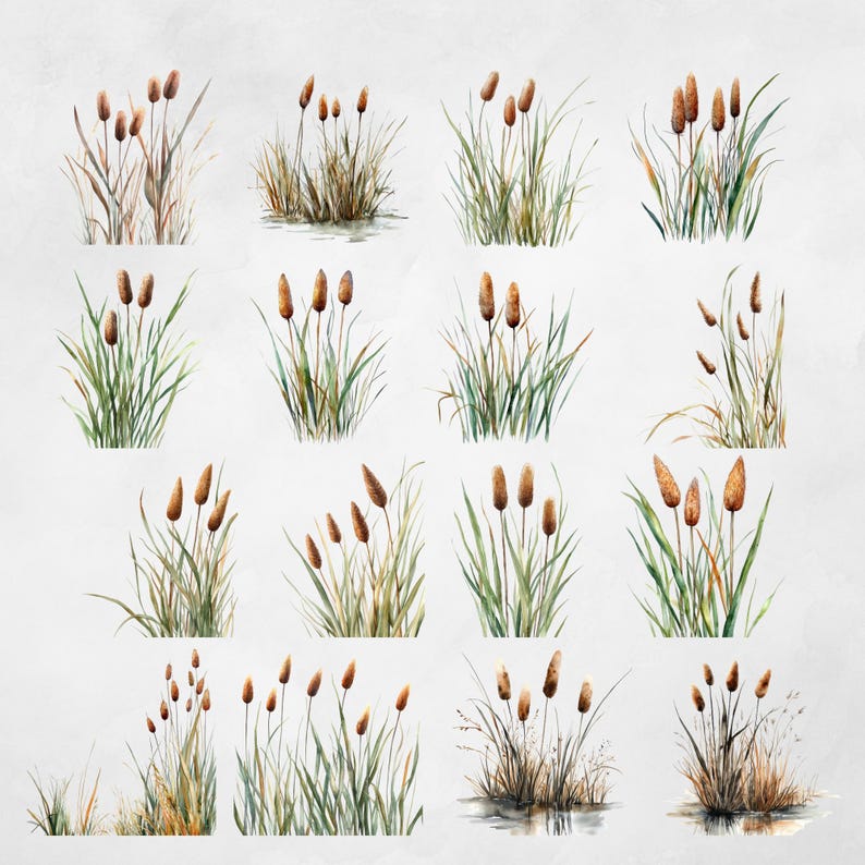 Watercolor Cattail Clipart Bundle Cattail Reed Grass Botanical Clipart ...