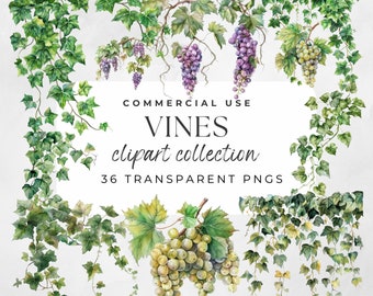 Vines Clipart, Greenery Clipart, Ivy Vines Clipart, Watercolor Greenery, Watercolor Leaves, Vines, Wedding Greenery, Grapes