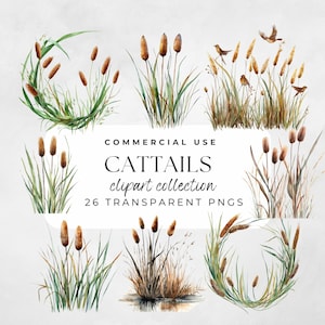 May include: A digital clipart collection of 26 watercolor illustrations of cattails. The illustrations are in various poses and arrangements, including a wreath, a single stalk, and a group of cattails. The illustrations are all on a white background.