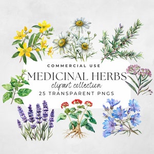 Ervas medicinais, remédio de ervas, medicina natural, clipart botânico, erva aquarela, clipart de vegetação, medicamentos fitoterápicos, plantas de jardim