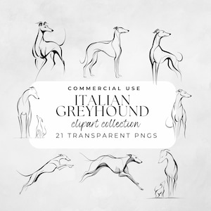 May include: A collection of black and white Italian Greyhound clipart in various poses. The image includes the text "COMMERCIAL USE ITALIAN GREYHOUND clipart collection 21 TRANSPARENT PNGS". The illustrations depict the dogs standing, sitting, and running.