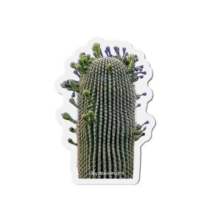 May include: A sticker featuring a detailed illustration of a saguaro cactus. The cactus is a textured green with small green and purple buds at the top. The sticker has a white border and the text "lillydessonart" at the bottom.
