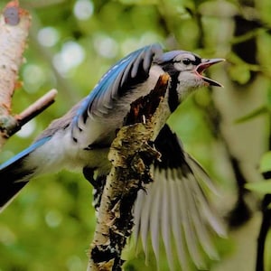 Notariusz biura Blue Jay