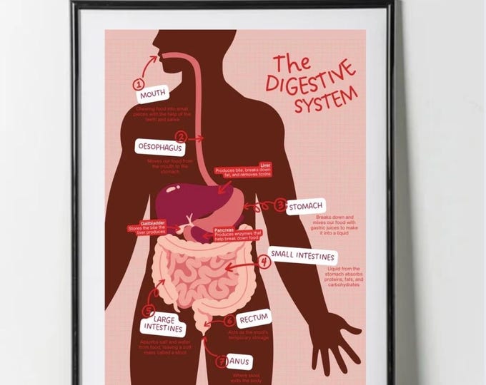 Digestive System Poster Example This item is unavailable - Etsy