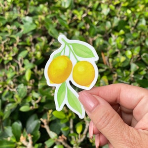 Pegatina de limones de verano, 2" x 3"