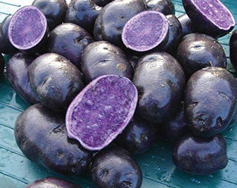 Sementes de batata certificadas Purple Majesty - Batatas inteiras - 1,36 kg - Prontas para o plantio - Cultivadas nos EUA - Batatas de verdade - Não transgênicas